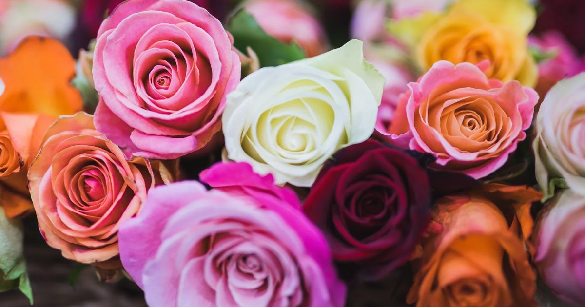 Exposició Nacional de Roses
