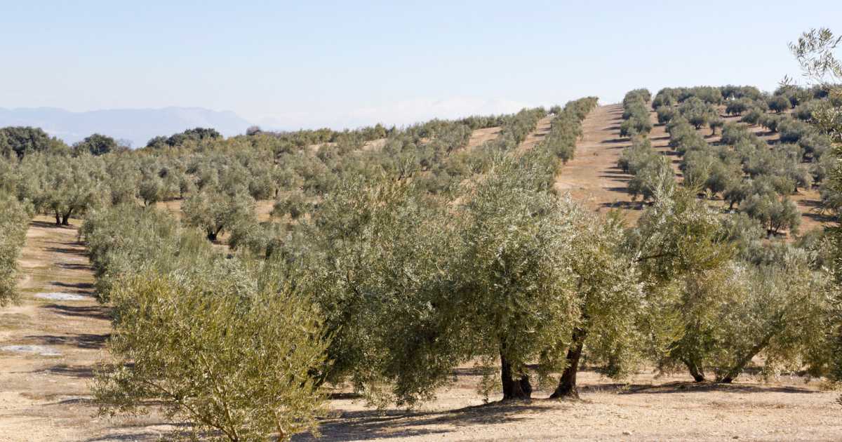 La dieta mediterrània com a eina fonamental per a la salut del nostre planeta