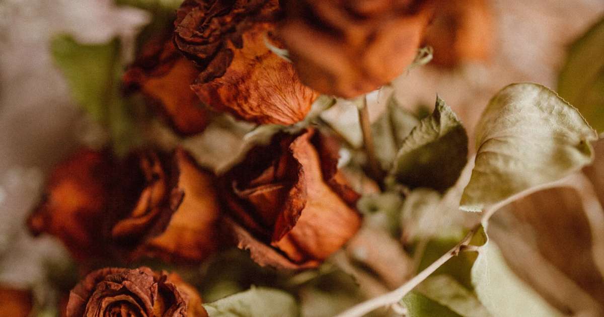 Com conservar una rosa