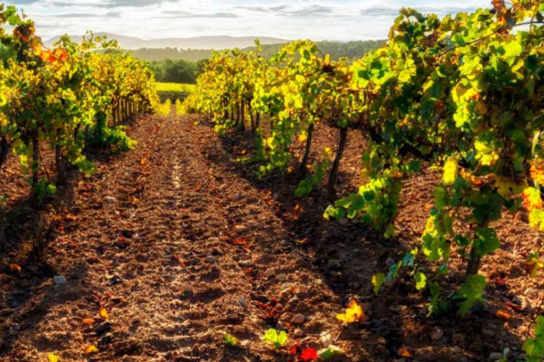 vinyes del penedès