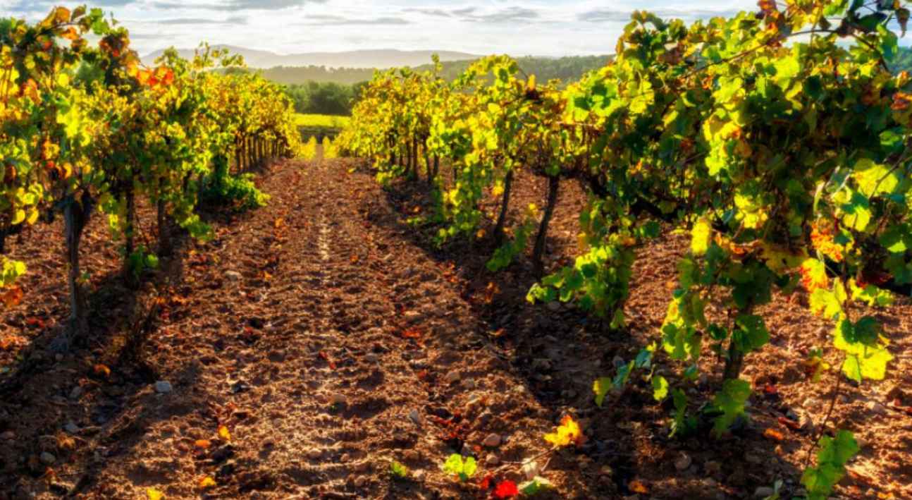 vinyes del penedès